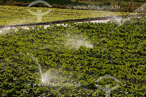  Assunto: Irrigação mecanizada de plantação de hortaliças, São José do Vale do Rio Preto / Place: Serra de Teresópolis -  RJ / Data: 06/2008 