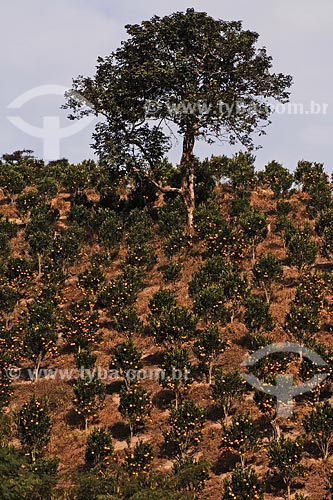  Plantaçao de tangerina ponkan (pokan ou pocan) proximo a Sao Jose do Vale do Rio Preto - Estrada Rio-Teresopolis - Rio de Janeiro / Data: 2010 