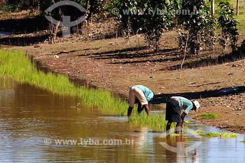  Assunto: Plantação de arroz em várzea / Local: Tufilândia - MA / Data: 08/2008 