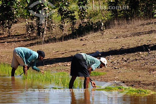  Assunto: Plantação de arroz em várzea / Local: Tufilândia - MA / Data: 08/2008 