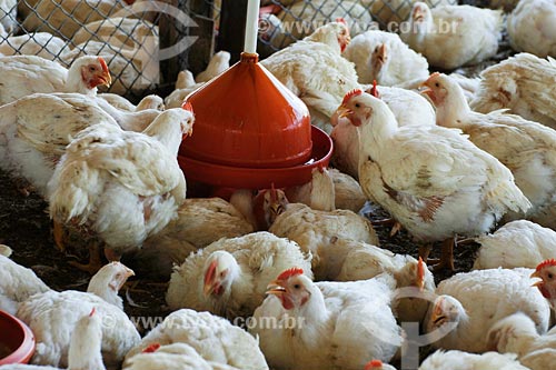  Assunto: Criação de frango - parcería com o Frango Americano (grande criador) / Local: Itapecurú-Mirim - MA / Data: 08/2008 