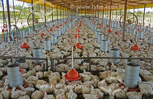  Assunto: Criação de frango - parceria com o Frango Americano (grande criador) / Local: Itapecurú-Mirim - MA / Data: 08/2008 