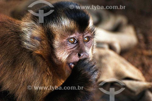  Assunto: Macaco prego - Recanto dos Colibris - Vila Palmares 1 / Local: Parauapebas - PA / Data: 08/2008 