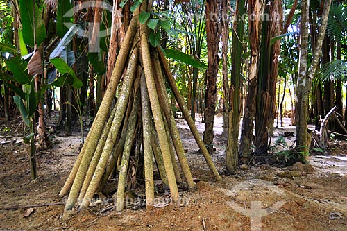  Assunto: Pachiba (árvore lixa) utilizada por índios para raspar mandioca / Local: Recanto dos Colibrís - Vila Palmares 1 - Parauapebas - PA / Data: 08/2008 