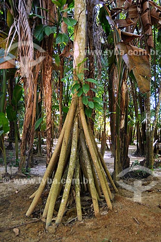 Assunto: Pachiba (árvore lixa) utilizada por índios para raspar mandioca / Local: Recanto dos Colibrís - Vila Palmares 1 - Parauapebas - PA / Data: 08/2008 