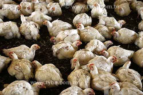  Assunto: Criação de frango - parcería com o Frango Americano (grande criador) / Local: Itapecurú-Mirim - MA / Data: 08/2008 