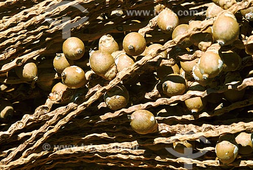  Assunto: Sementes da Amazônia - Bacaba (Oenocarpus Disticus) / Local: Almerim (PA) / Data: 13 de Junho de 2006 