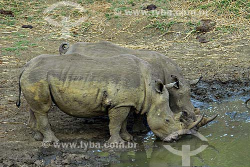  Assunto: Rinocerontes - Parque Hluhluwe Imfozoli / Local: Hluhluwe - Kwazulu Natal - África do Sul / Data:14 de Março de 2007 