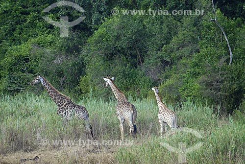  Assunto: Girafas - Parque Hluhluwe Imfolozi / Local: Hluhluwe - Kwazulu Natal - África do Sul / Data: 14 de Março de 2007 
