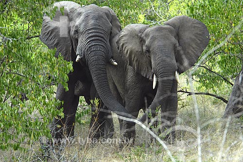  Assunto: Elefantes - Parque Hluhluwe Imfozoli / Local: Hluhluwe - Kwazulu Natal - África do Sul / Data: 14 de Março de 2007 
