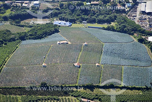  Assunto: Vista aérea de plantação de figo / Local: Campinas (SP) / Data: 11 de Abril de 2007 