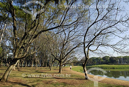  Assunto: Parque do Ibirapuera - Jacarandá-mimoso (Jacaranda Mimosaefolia) no inverno / Local: São Paulo (SP) / Data: 06 de Setembro de 2007 