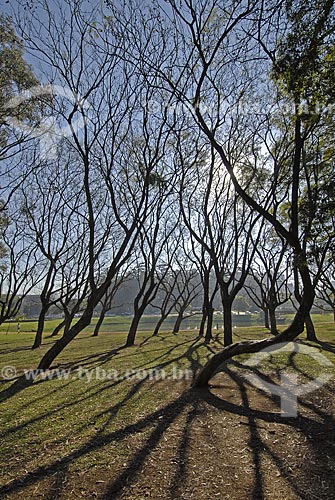  Assunto: Parque do Ibirapuera - Jacarandá-mimoso (Jacaranda Mimosaefolia) no inverno / Local: São Paulo (SP) / Data: 06 de Setembro de 2007 