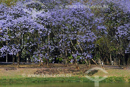  Assunto: Parque do Ibirapuera - Jacarandá-mimoso (Jacaranda Mimosaefolia) na primavera / Local: São Paulo (SP) / Data: 10 de Abril de 2007 