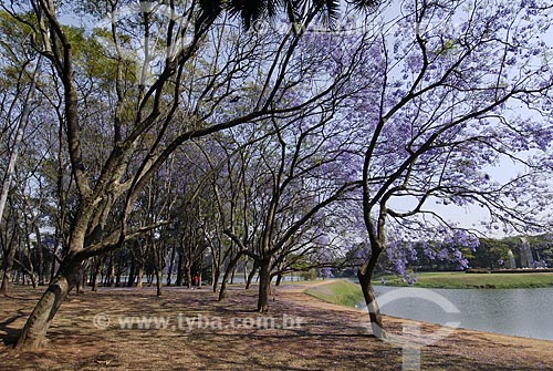  Assunto: Parque do Ibirapuera - Jacarandá-mimoso (Jacaranda Mimosaefolia) na primavera / Local: São Paulo (SP) / Data: 10 de Abril de 2007 