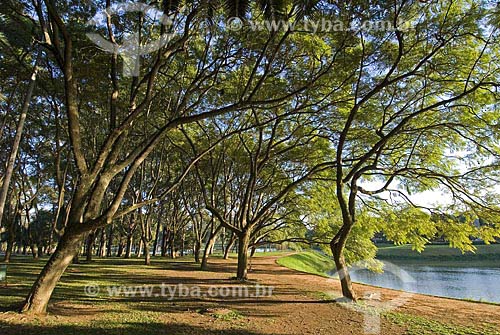  Assunto: Parque do Ibirapuera - Jacarandá-mimoso (Jacaranda Mimosaefolia) no outono / Local: São Paulo (SP) / Data: 10 de Junho de 2007 