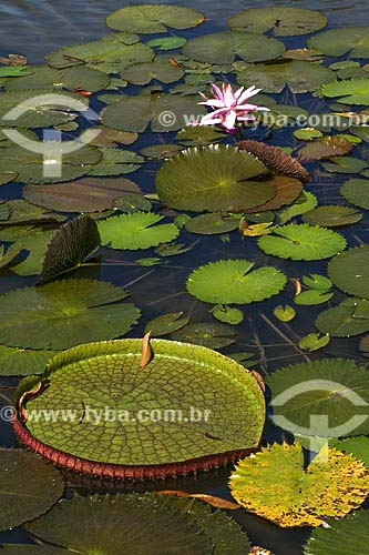  Assunto: Vitória-Régia (Victoria amazonica) / Local: Floresta Amazônica (PA) / Data: 17 de Julho de 2008 