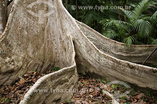  Assunto:  Árvore Samaúma (Ceiba pentranda) é considerada a 