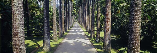  Assunto: Vista do interior do Jardim Botânico / 
Local: Rio de Janeiro - RJ - Brasil / 
Data: 1994 