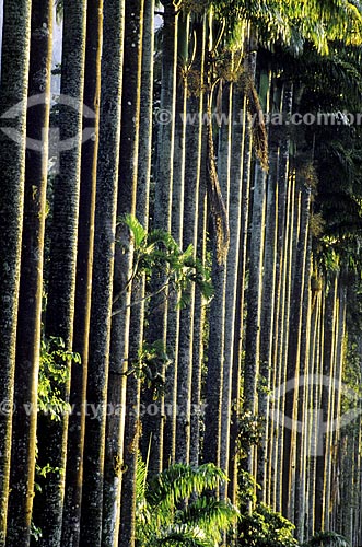  Assunto: Detalhe dos troncos das Palmeiras Imperiais do Jardim Botânico / 
Local: Rio de Janeiro - RJ - Brasil / 
Data: 1994 