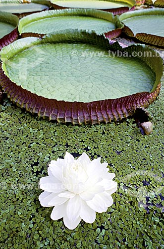  Assunto: Vitória-Régia (Victoria amazonica) em lago do Jardim Botânico / Local: Rio de Janeiro (RJ) - Brasil / Data: 1994 