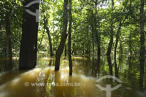  Assunto: Mata de várzea do Rio Amazonas inundada / 
Local: Perto de Manaus - Amazonas - Brasil / 
Data: Junho de 2007 