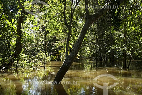  Assunto: Várzea inundada no Rio Amazonas / Local: Amazonas (AM) - Brasil / Data: Junho de 2007 