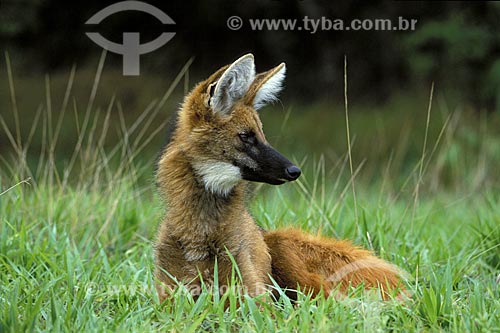  Assunto: Lobo-guará (Chrysocyon brachyurus) no Parque Nacional da Serra da Canastra / 
Local: Cerrado de Minas Gerais (MG) - Brasil / 
Data: Julho de 2004 