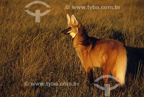  Assunto: Lobo-guará (Chrysocyon brachyurus) no Parque Nacional da Serra da Canastra / 
Local: Cerrado de Minas Gerais (MG) - Brasil / 
Data: Julho de 2004 
