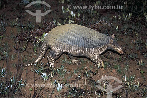  Assunto: Tatu-canastra (Priodontes maximus), mamífero noturno, ameaçado de extinção / 
Local: Parque Nacional das Emas - Goiás (GO) - Brasil / 
Data: Novembro de 2003 