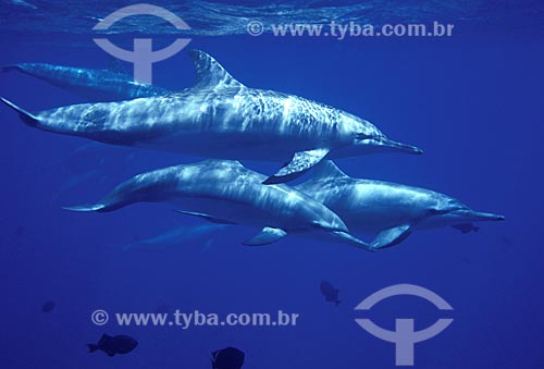  Assunto: Grupo de Golfinhos-rotadores (Stenella longirostris) / 
Local: Baía dos Golfinhos - Fernando de Noronha - Brasil / 
Data: Dezembro de 2005 