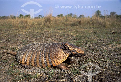  Assunto: Tatu-peba ou Tatu-peludo (Euphractus sexcinctus) / 
Local: Cerrado - Brasil / 
Data: Março de 2006 