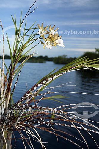  Assunto: Orquídea Galeandra devoniana em lago da ESEC Anavilhanas /Local: Rio Negro - Amazonas (AM) - Brasil / Data: Julho 2007 