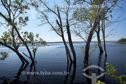  Assunto: Mata de igapó na época da cheia, nas ilhas da ESEC Anavilhanas / Local: Rio Negro - Amazonas (AM) - Brasil / Data: Julho 2007 