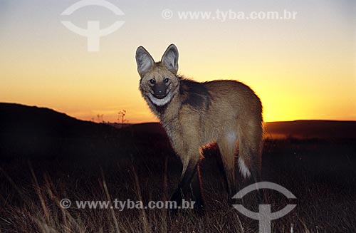  Assunto: Lobo-guará (Chrysocyon brachyurus) no Parque Nacional da Serra da Canastra / Local: Parque Nacional da Serra da Canastra - Brasil / Data: Julho de 2004 