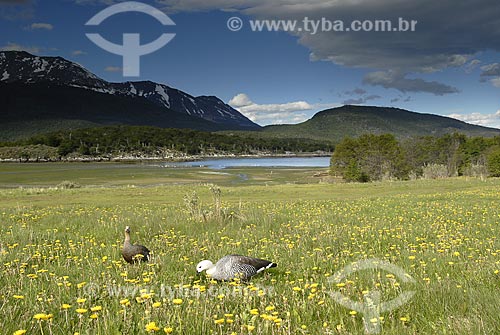 Assunto: Campo florido ao redor da Baía Lapataia; Canal de Beagle; Parque Nacional Terra do Fogo. Pássaro: Cauquén ( Chloephaga hybrida) / Local: Ushuaia - Argentina / Data: 11 / 2008 