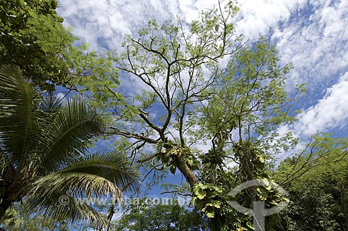  Assunto: Reserva Biológica Federal do Tinguá / Local: Nova Iguaçú - Rio de Janeiro (RJ) - Brasil / Data: 2008 