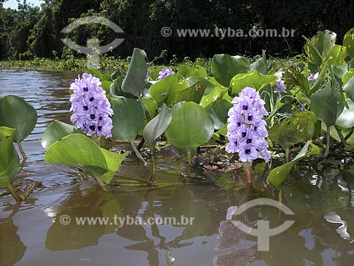  Assunto: Flor de Aguapés (Eicchornia crassipes) - Lago do Rio Amazonas / Local: Perto de Santarém - Pará - Brasil / Data: Agosto de 2003 