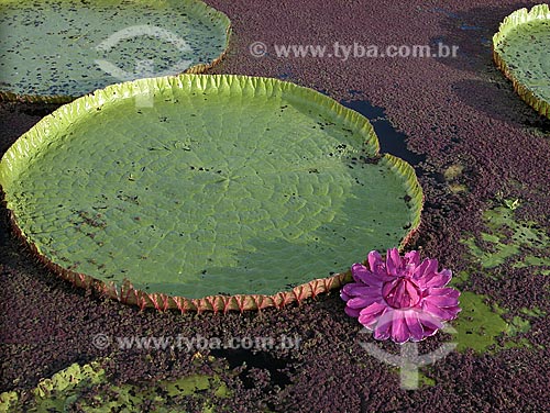  Assunto: Vitória-Régia (Victoria amazonica) florida - Lago Purema / Local: Perto de Silves - Amazonas - Brasil / Data: Setembro de 2003 