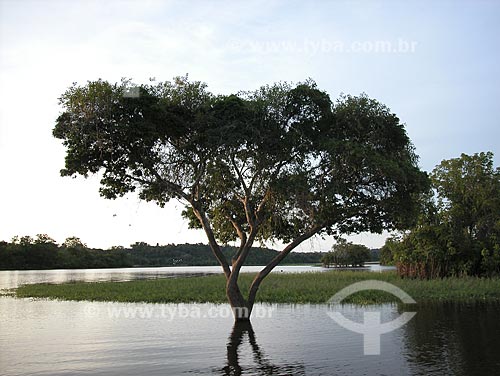  Assunto: Várzea amazônica - Lago Purema / Local: Perto de Silves - Amazonas - Brasil / Data: Setembro de 2003 