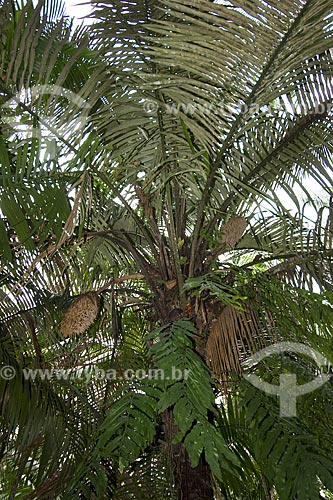  Assunto: Copa de Murumuru (Astrocaryum murumuru) - Floresta de várzea na Ilha de Combu / Local: Perto de Belém - Pará - Brasil / Data: Fevereiro de 2006 