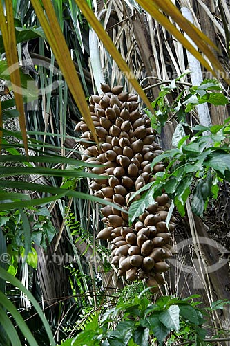  Assunto: Cocos de Babaçu (Attalea speciosa) / Local: Museu Emílio Goeldi - Belém - Pará - Brasil / Data: Fevereiro de 2006 