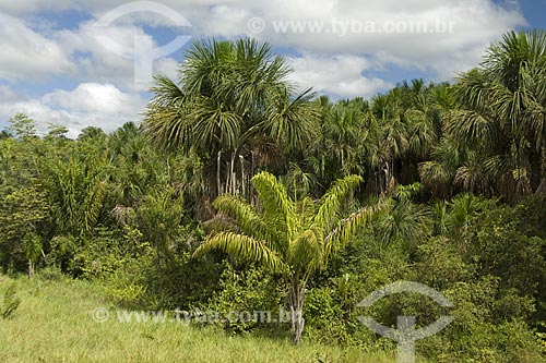 Assunto: Buritis (Mauritia flexuosa) e outras palmeiras no Lavrado de Roraima / Local: Estrada de Boa Vista para Alto Alegre - Roraima - Brasil / Data: Janeiro de 2006 
