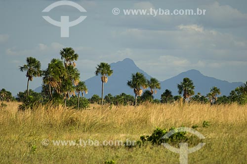  Assunto: Buritizal (Mauritia flexuosa) na fronteira do Brasil com a Guiana - Onde estão as cabeceiras de rios que correm para Roraima / Local: Perto de Bonfim - Norte de Roraima - Brasil / Data: Janeiro de 2006 