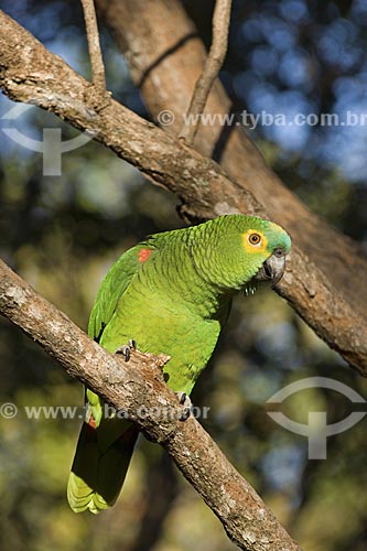  Assunto: Papagaio-verdadeiro (Amazona aestiva) - Chapada dos Veadeiros / 
Local: Goiás (GO) -  Brasil / 
Data: Agosto de 2007 