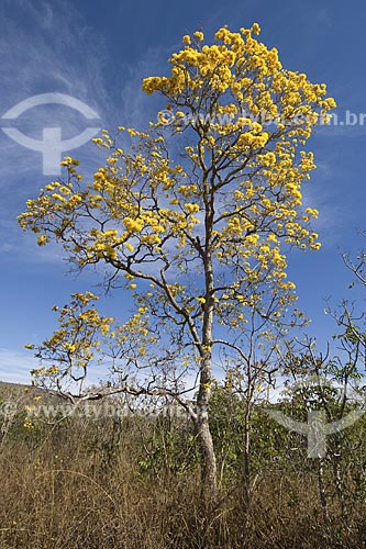  Assunto: Ipê-amarelo-do-cerrado (Tabebuia aurea) em plena floração - Parque Nacional da Chapada dos Veadeiros / 
Local: Goiás (GO) - Brasil / 
Data: Julho de 2007 