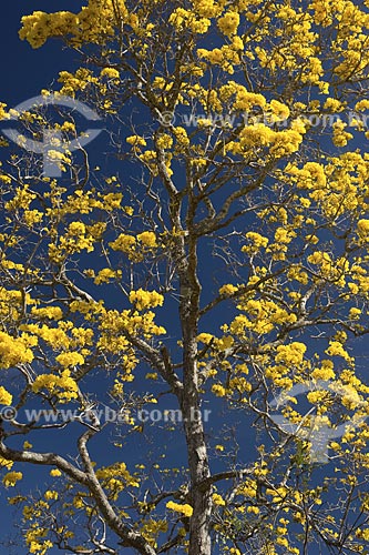  Assunto: Ipê-amarelo-do-cerrado (Tabebuia aurea) em plena floração - Parque Nacional da Chapada dos Veadeiros / 
Local: Goiás (GO) - Brasil / 
Data: Julho de 2007 