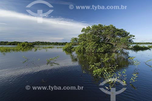  Assunto: Mata de Igapó na época da cheia - Lago Siriri - Estação Ecológica Anavilhanas - Rio Negro / Local: Amazonas (AM) - Brasil / 
Data: Julho de 2007 
