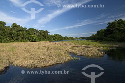  Assunto: Capim flutuante e mata de igapó na época da cheia - Estação Ecológica Anavilhanas - Rio Negro / 
Local: Amazonas (AM) - Brasil / 
Data: Junho de 2007 