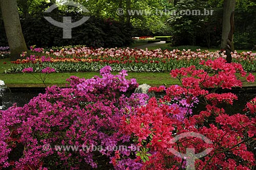  Assunto: Flores no parque Keukenhof, próximo à Amsterdam / Local: Keukenhof - Holanda / Data: Maio 2009 